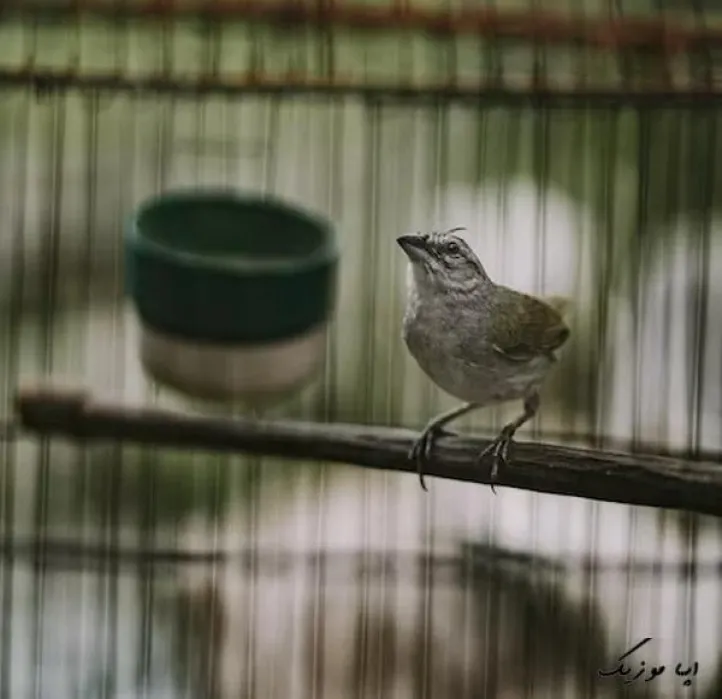 دانلود بهترین آهنگ های زندان و زندانی محلی  مازندرانی ترکی لری کردی طولانی